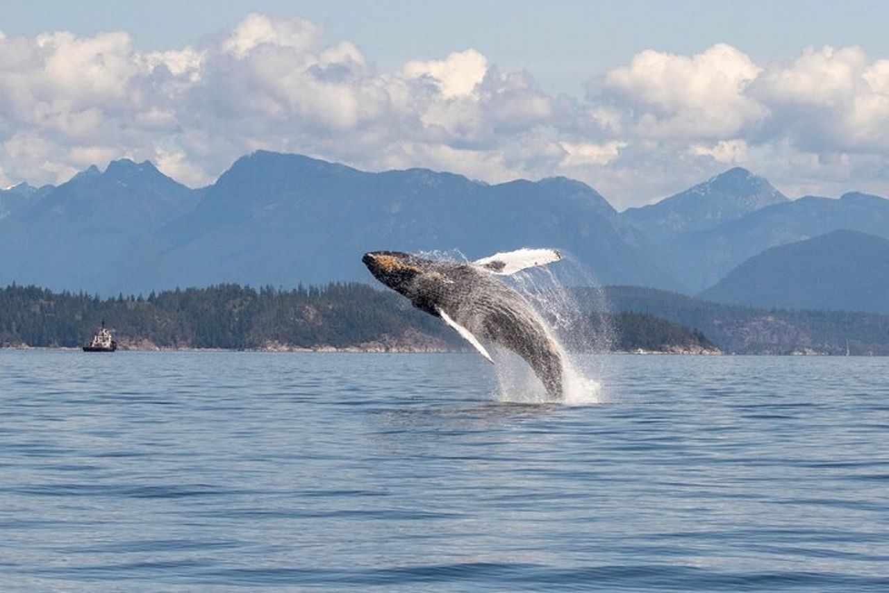 Campbell River, BC: Tour della fauna selvatica di 4 ore con Whale Watching — 4