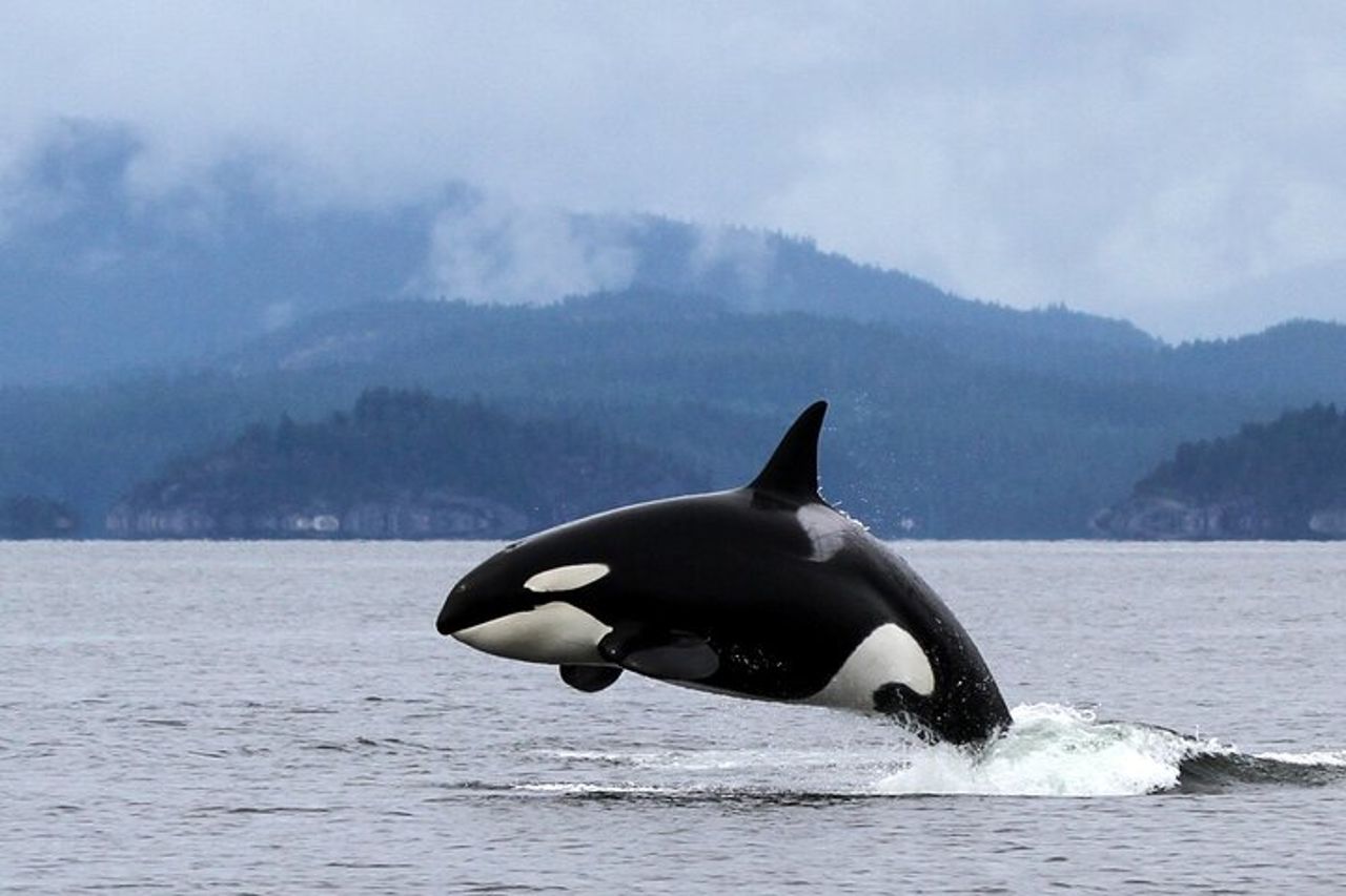 Campbell River, BC: Tour della fauna selvatica di 4 ore con Whale Watching — 3