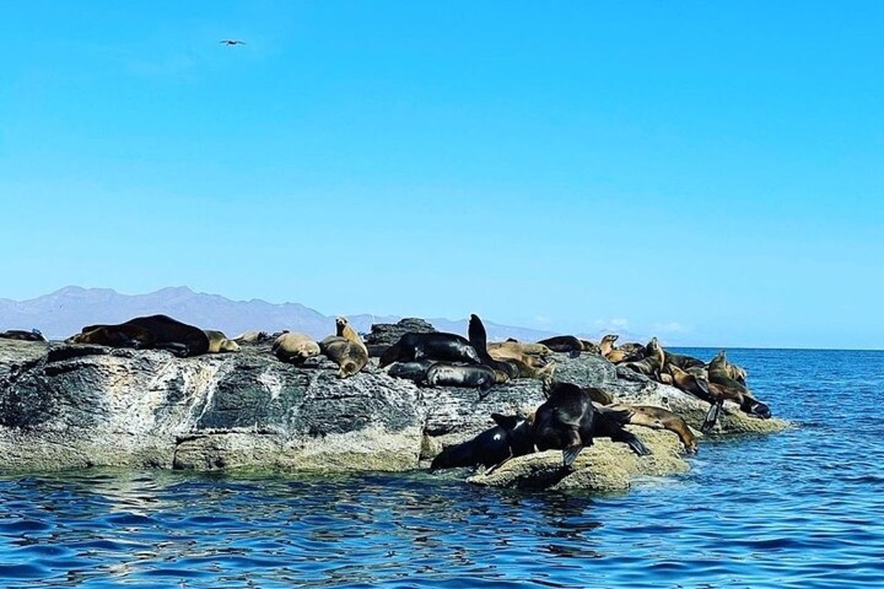 Tour all'isola di Coronado con attività di snorkeling e picnic — 6
