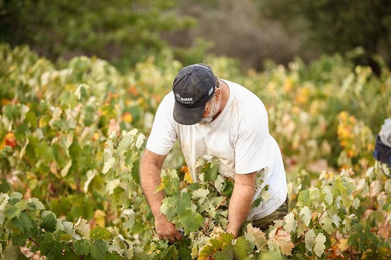 Cefalonia Wine Adventure con 18 Degustazioni in 3 Cantine — 6