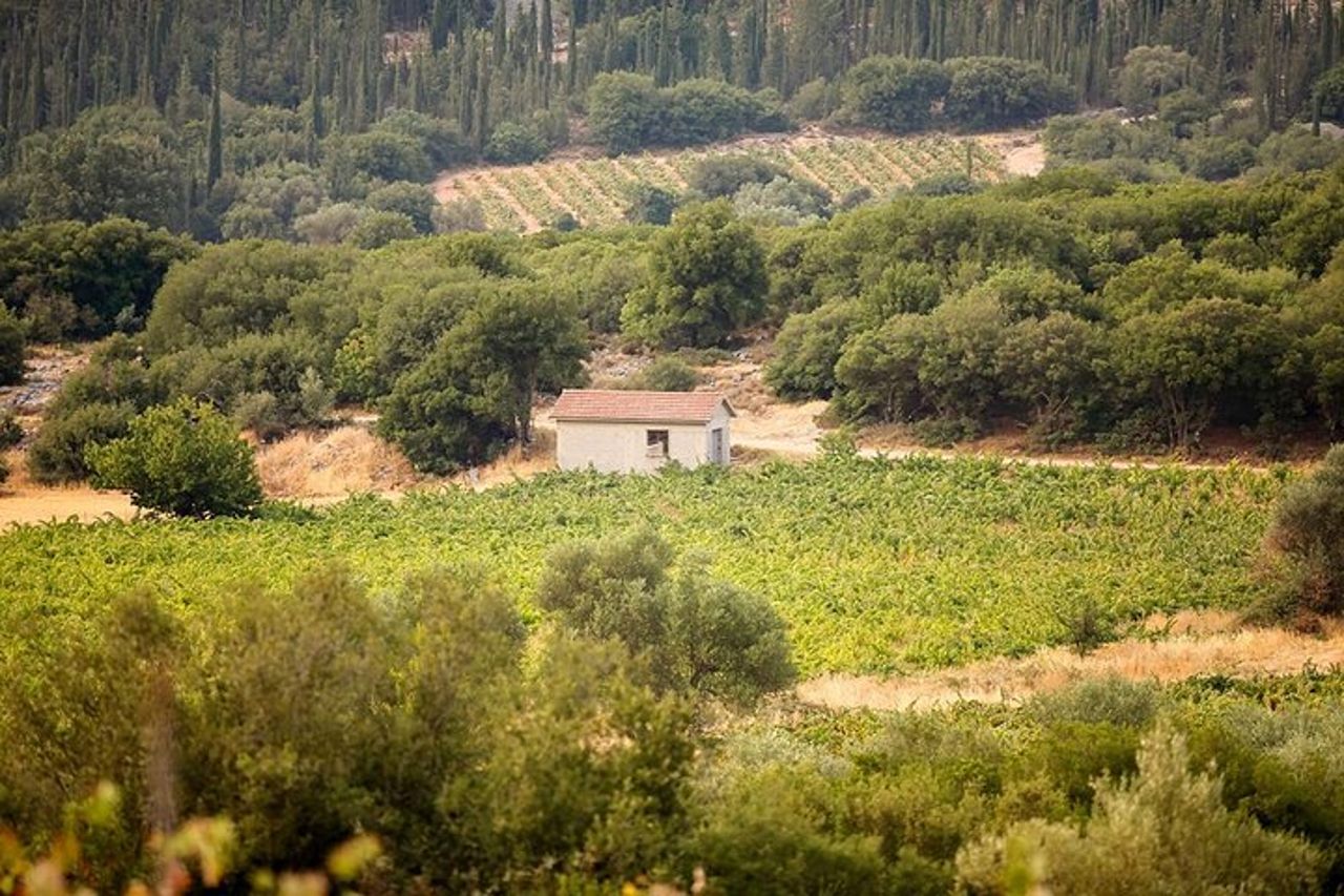 Cefalonia Wine Adventure con 18 Degustazioni in 3 Cantine — 7