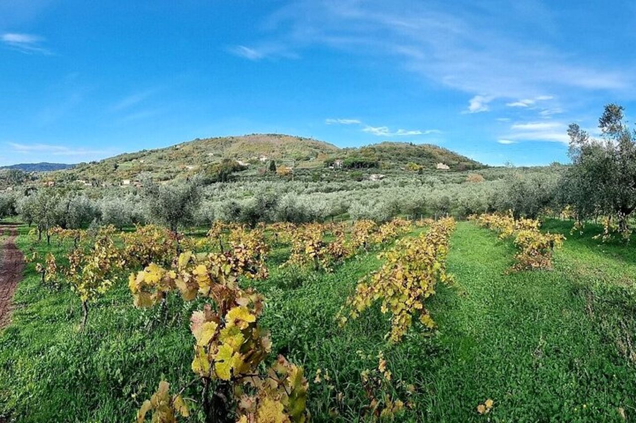 Visite guidate all'oliveto con degustazione degli oli. — 9