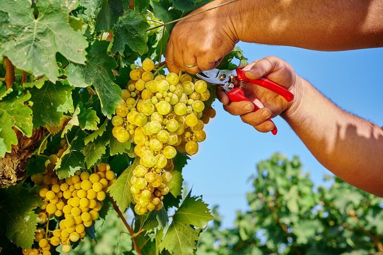 Visita della Cantina Florio e degustazione di vini — 6