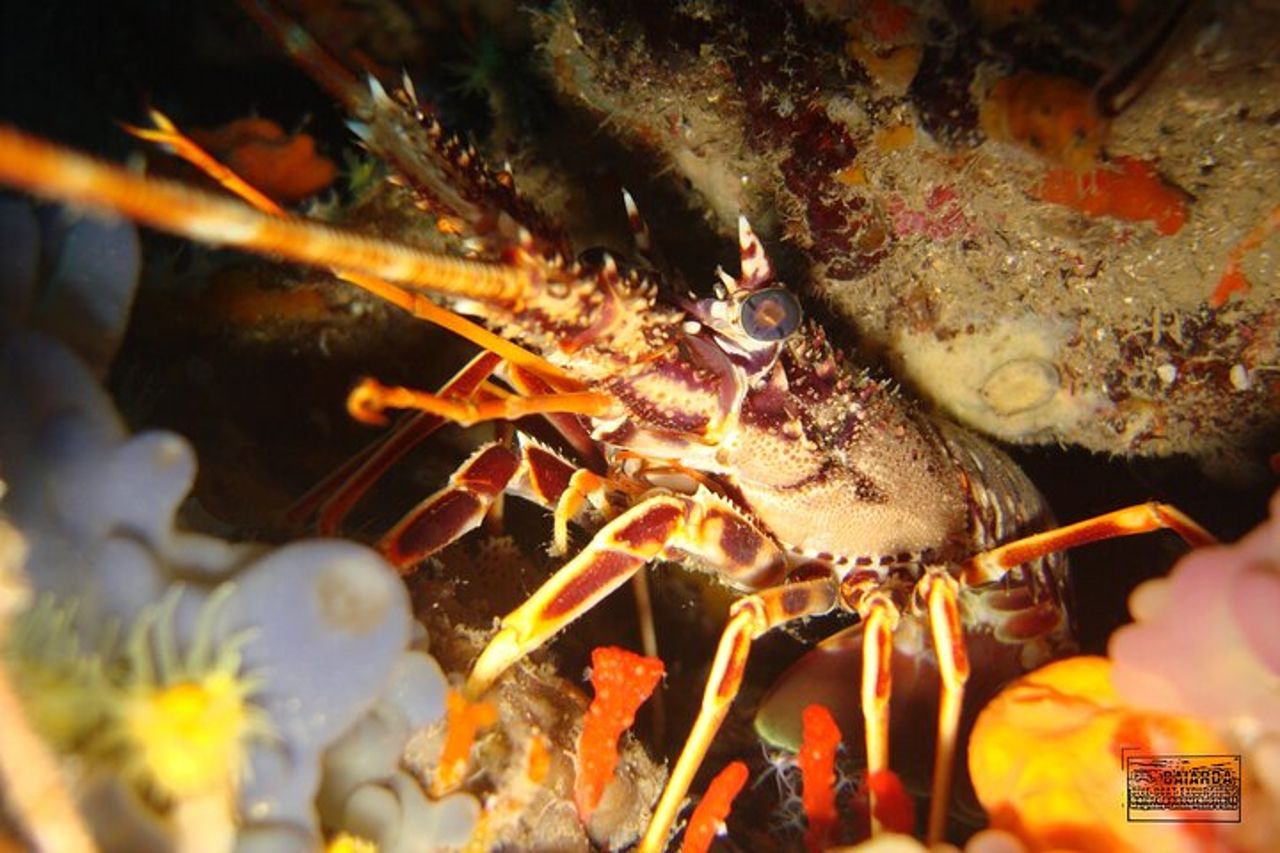 Avventura subacquea con battesimo del mare all'Isola d'Elba — 8