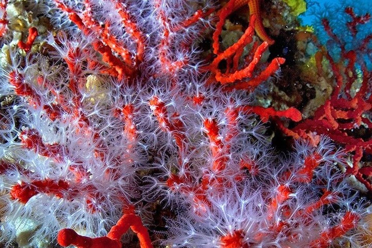 Avventura subacquea con battesimo del mare all'Isola d'Elba — 6