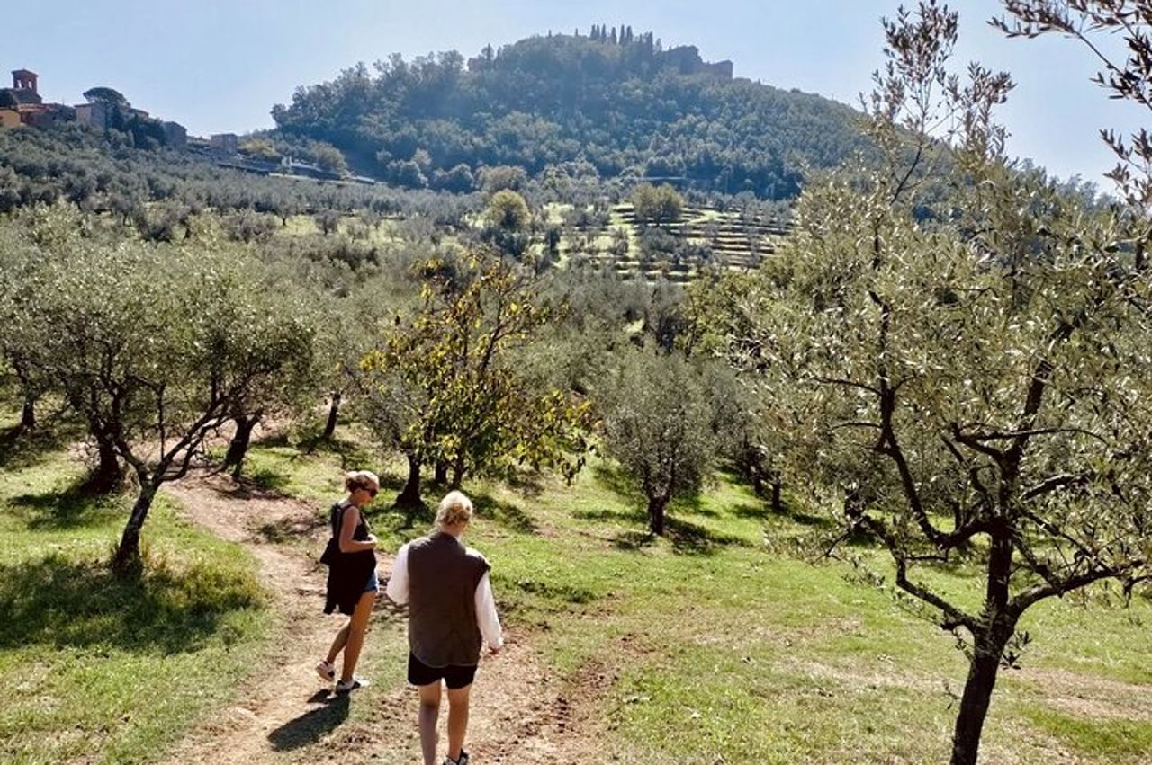 Visite guidate all'oliveto con degustazione degli oli. — 4