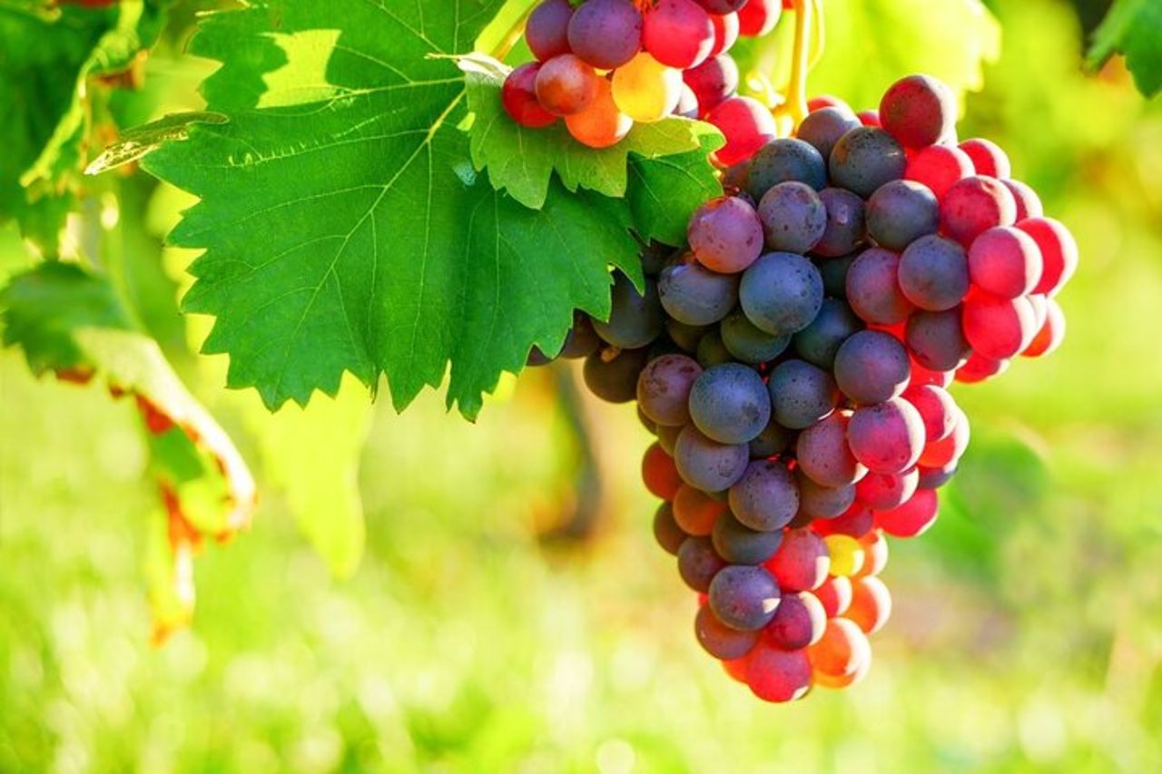 Tour panoramico del mercato provenzale e degustazione di vini — 2