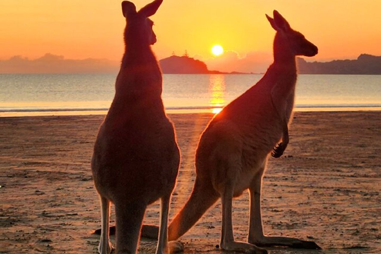 Alba con i canguri e i wallaby — 2