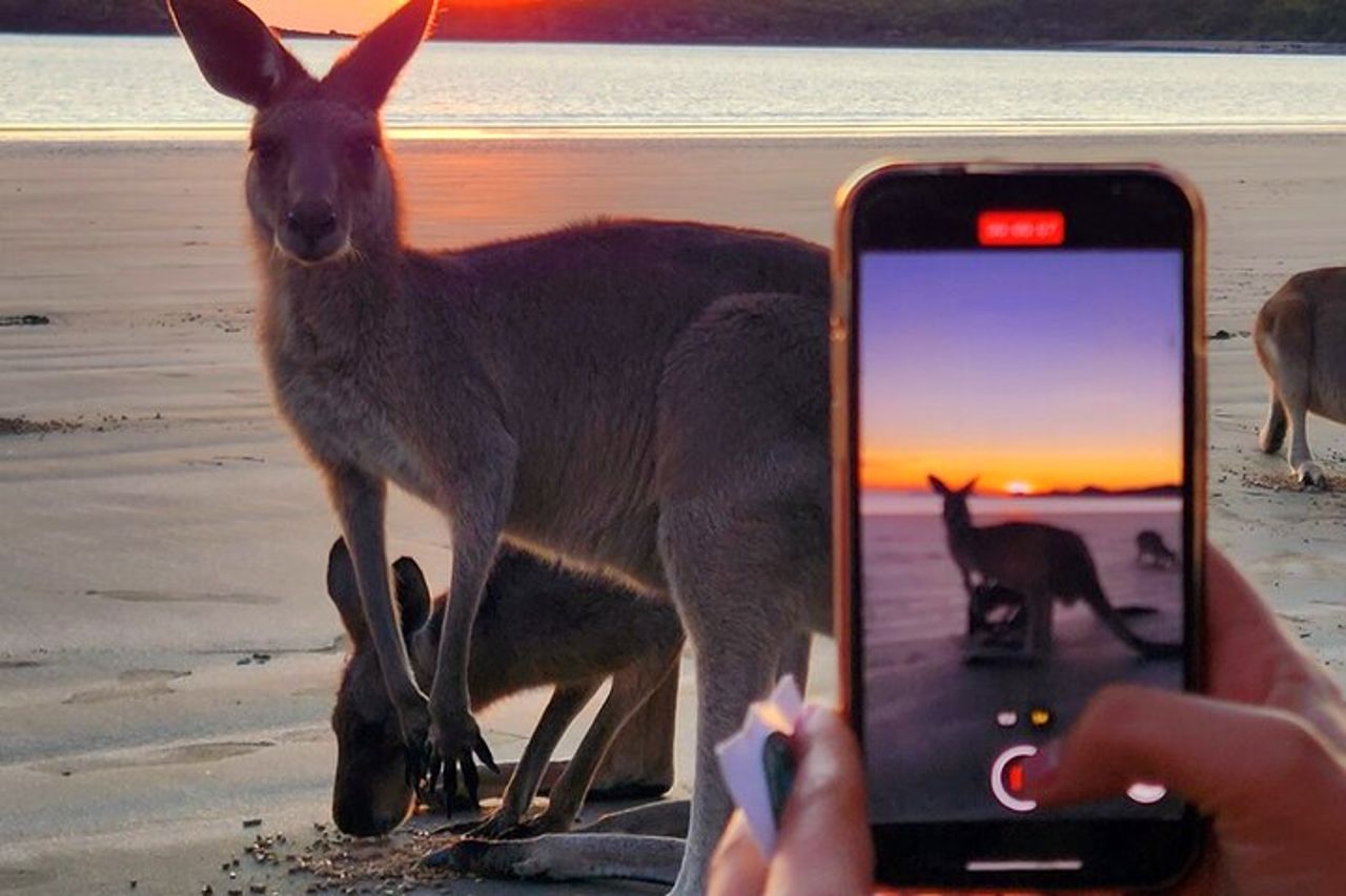 Alba con i canguri e i wallaby — 3