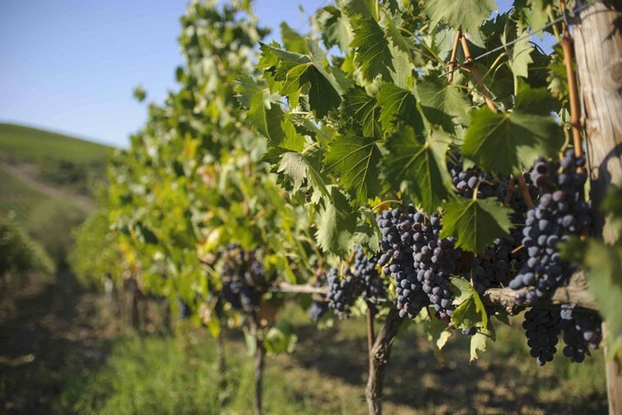Tour e Degustazione del Chianti Classico — 4