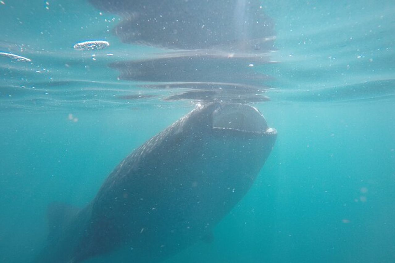 Snorkeling tra squali balena e leoni marini e pranzo sulla spiaggia di Balandra — 7