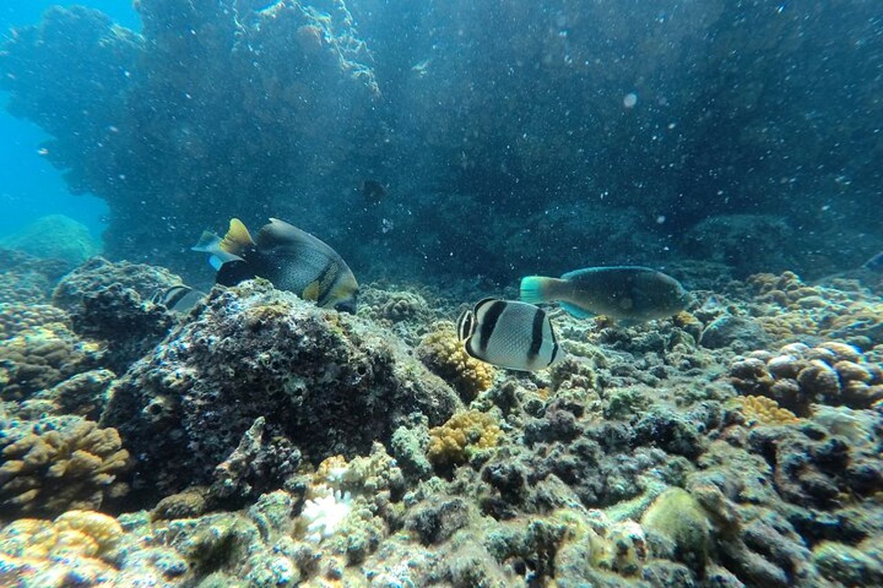 Snorkeling tra squali balena e leoni marini e pranzo sulla spiaggia di Balandra — 9