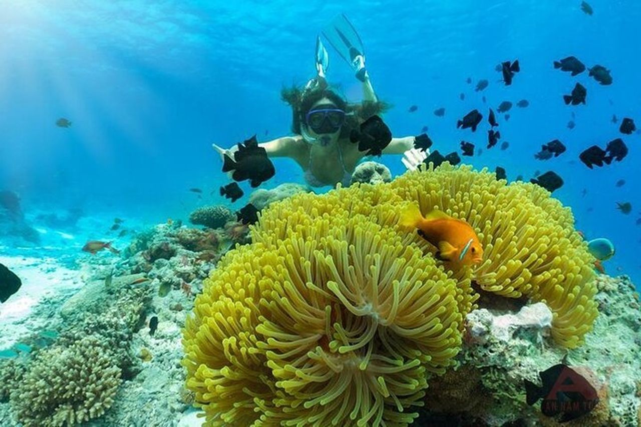 Baia di Nha Trang: esplora lo snorkeling di mezza giornata a Coral Reef — 8