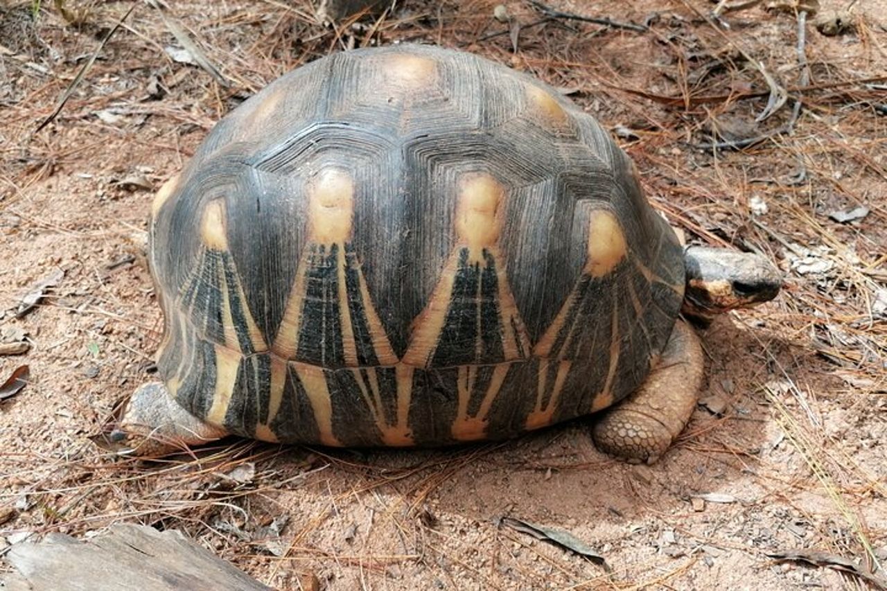 Tour privato attraverso la fauna selvatica del Madagascar e il Regno di Rova — 5