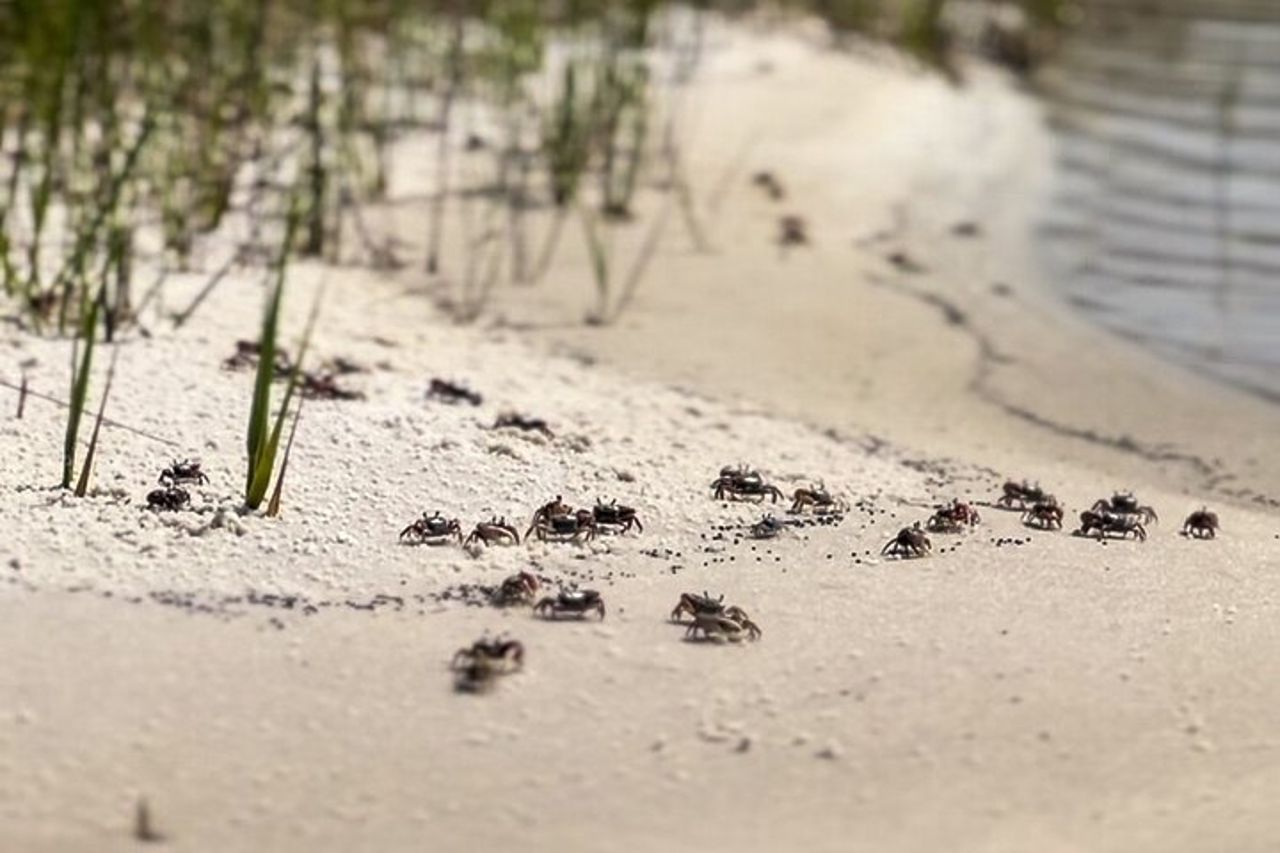 Cancella Kayak Ecotour Destin Ft. Walton Beach — 9