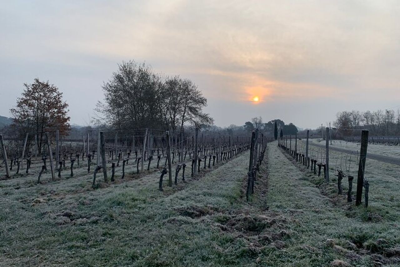 Assembla la tua propria cupola di vino in immersione al vigneto — 8