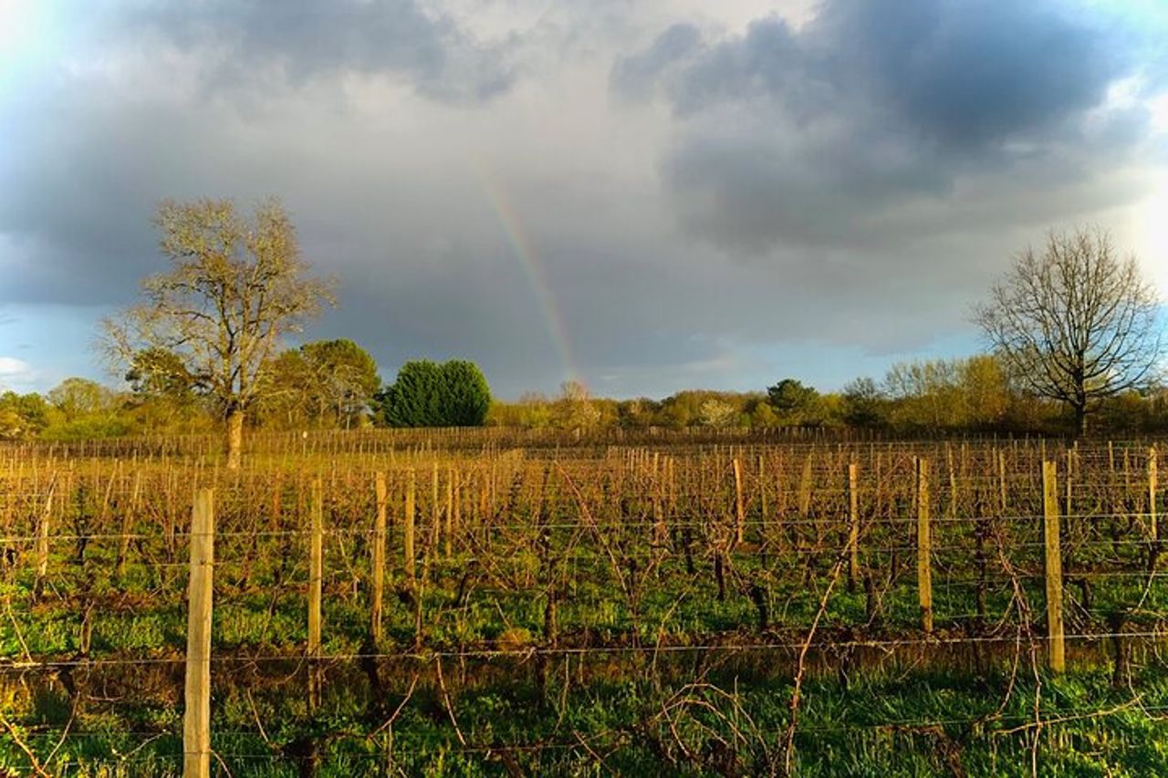 Assembla la tua propria cupola di vino in immersione al vigneto — 9