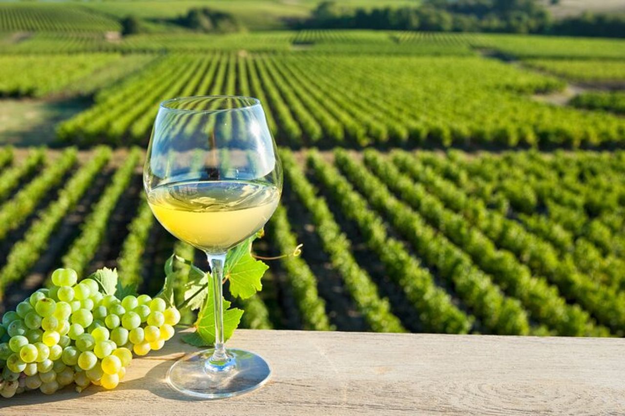 Tour di mezza giornata del vino nella Valle della Loira a Vouvray — 2