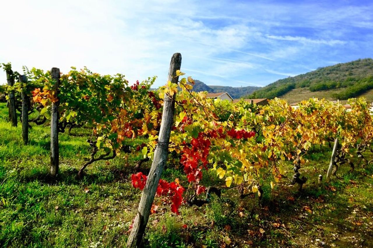 Tour di mezza giornata del vino nella Valle della Loira a Vouvray — 3