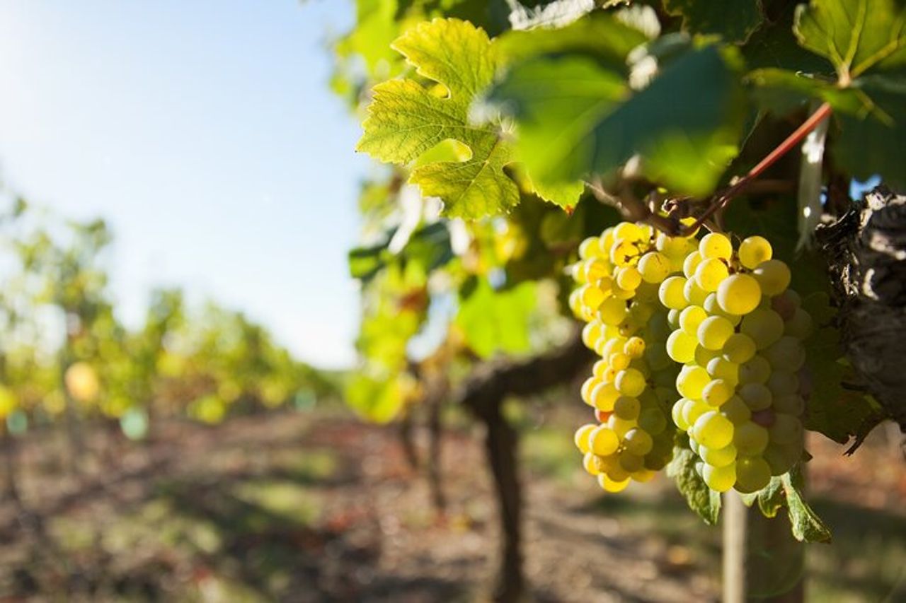 Tour di mezza giornata del vino nella Valle della Loira a Vouvray — 5