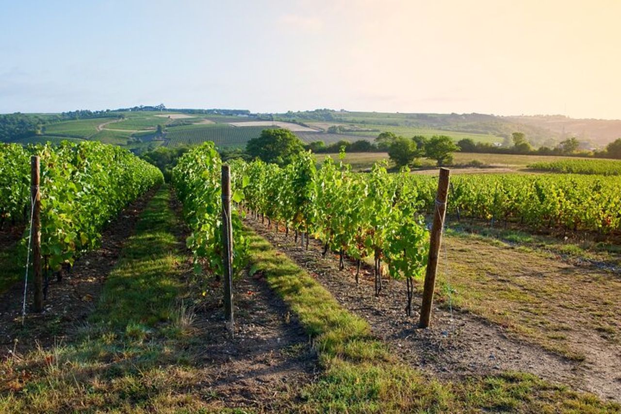 Tour di mezza giornata del vino nella Valle della Loira a Vouvray — 6