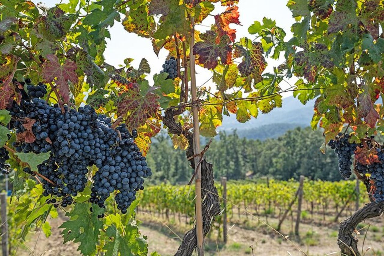 Lucca: self-guided tour + picnic nel vigneto — 6