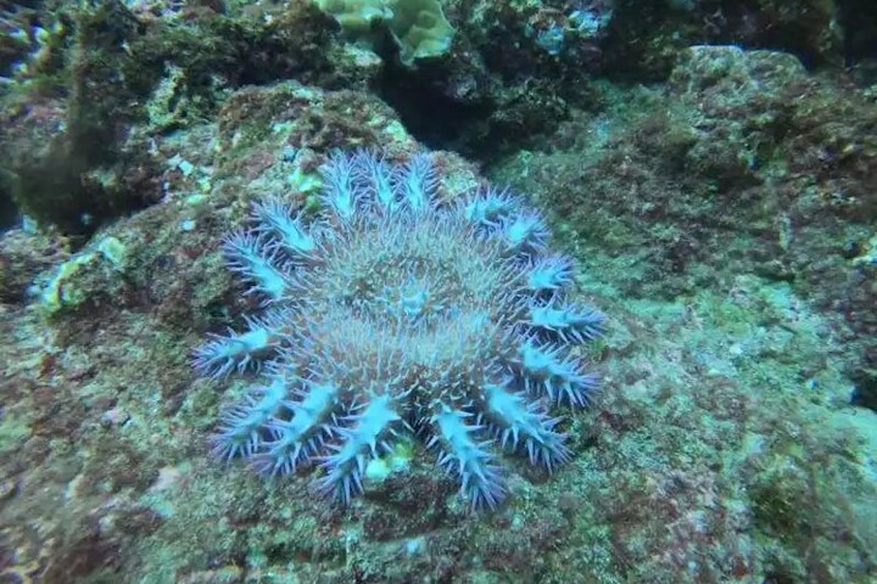 Tour subacqueo all'Isola di Cano (Isla del Caño) da Drake Bay — 2