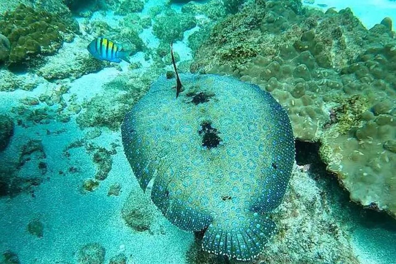 Tour di snorkeling di Isla del Caño da Drake Bay (isola di Cano) — 3
