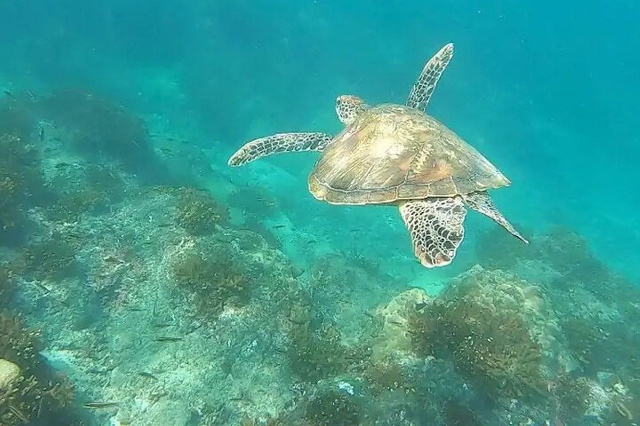 Tour di snorkeling di Isla del Caño da Drake Bay (isola di Cano) — 5