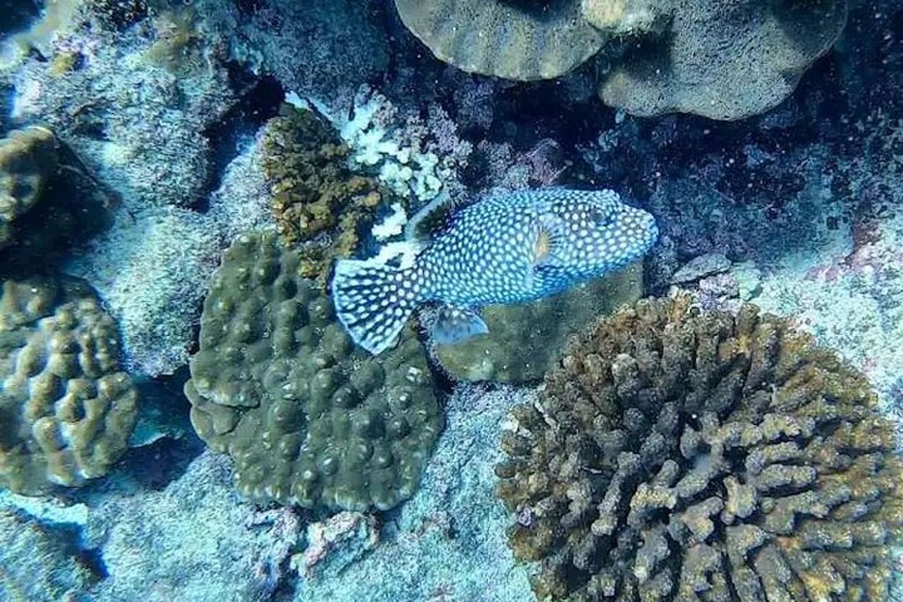 Tour di snorkeling di Isla del Caño da Drake Bay (isola di Cano) — 4