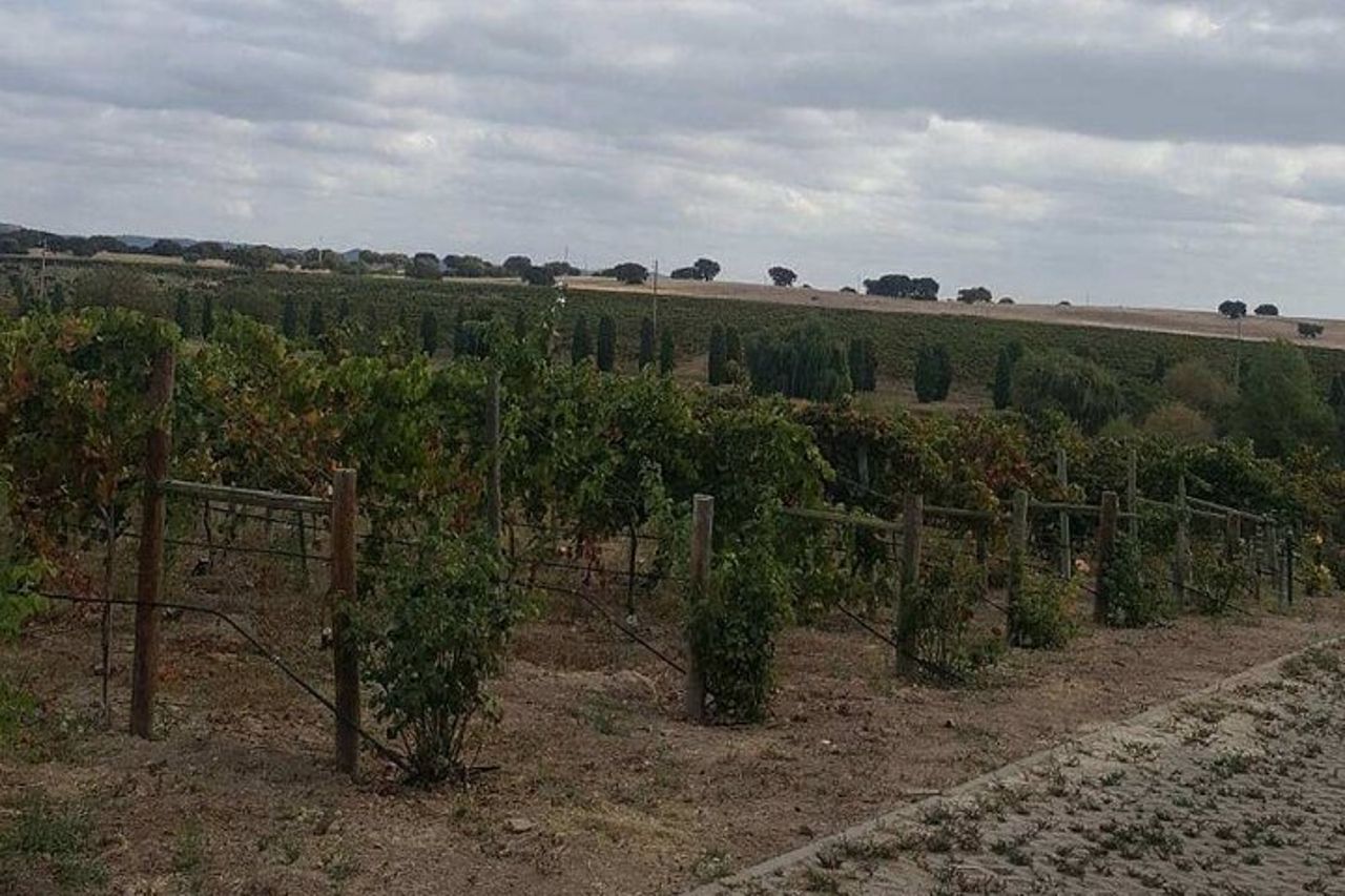 Tour privato di Évora con esperienza enologica e degustazione di vini — 7