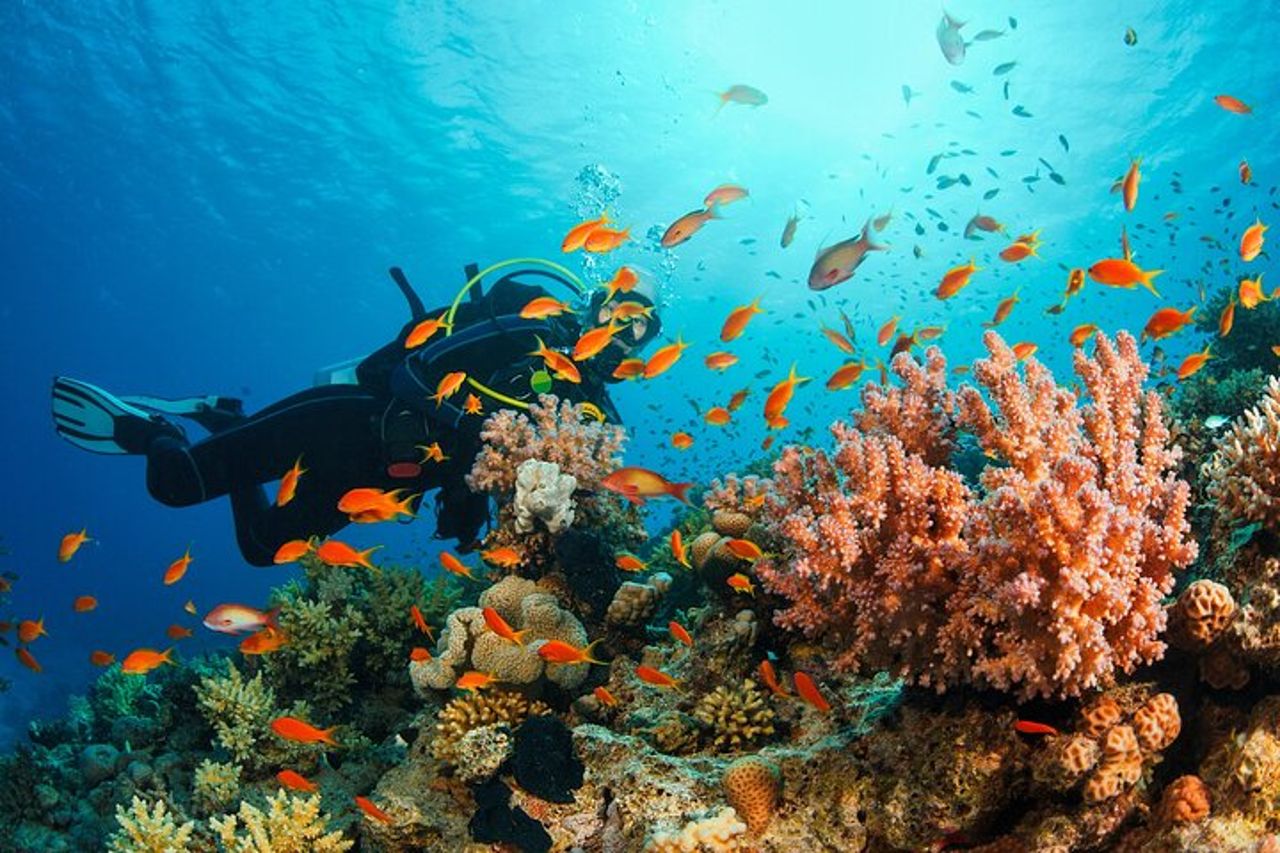 Immersioni subacquee certificate e per principianti da Pattaya