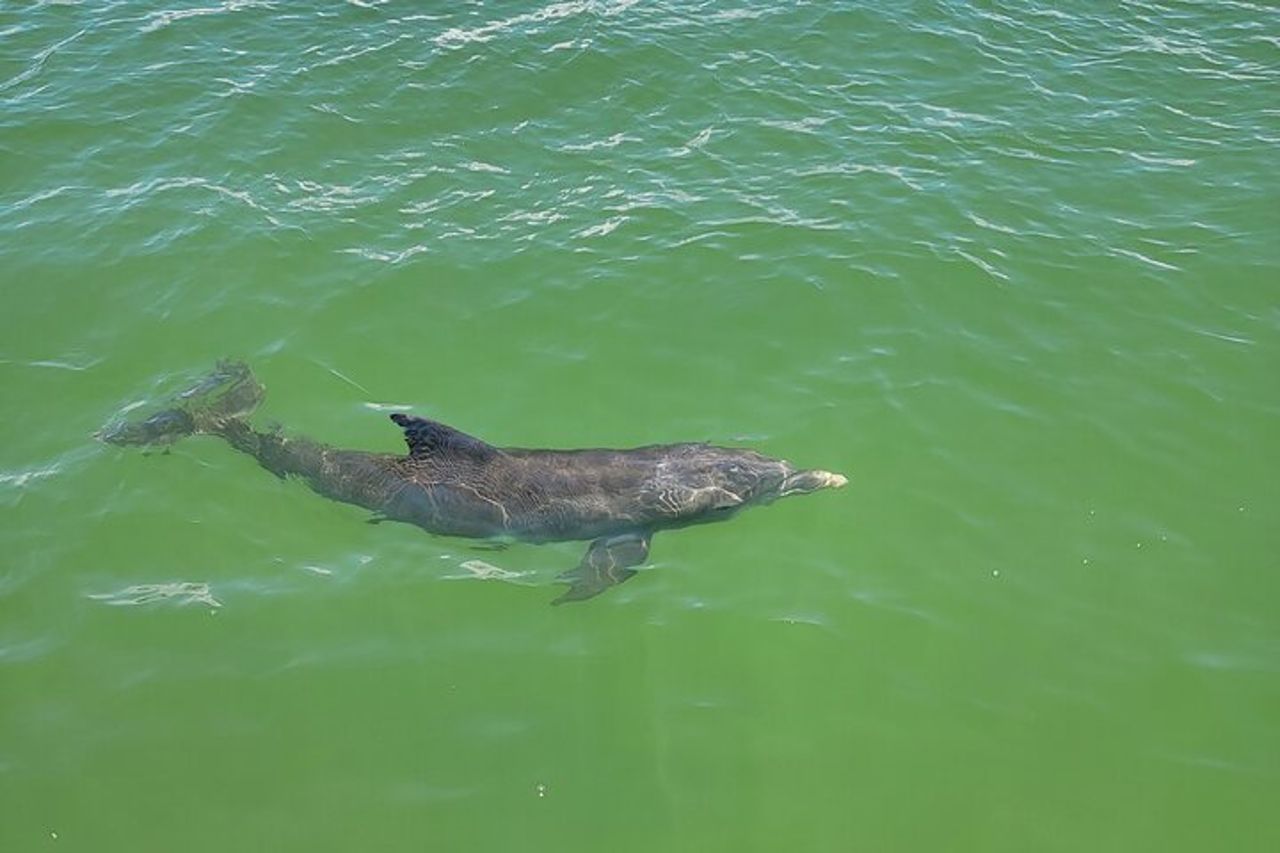 Fort Myers Beach Dolphin & Sightseeing Tour Rinfreschi inclusi — 5