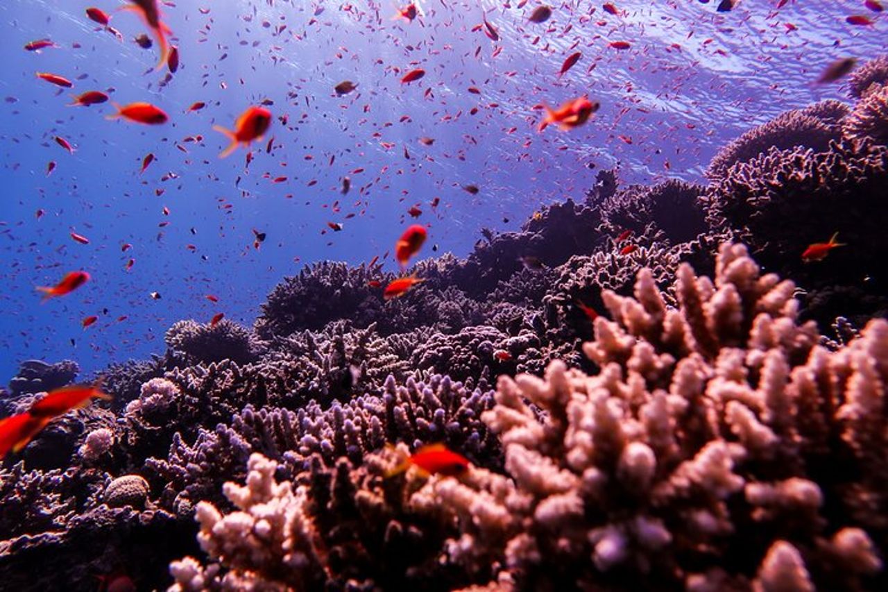 Immergiti ed esplora il Mar Rosso di Aqaba con una guida privata — 2