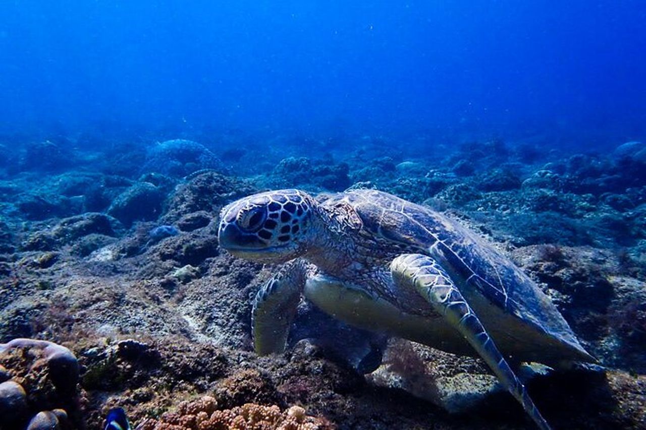 Immergiti ed esplora il Mar Rosso di Aqaba con una guida privata — 8