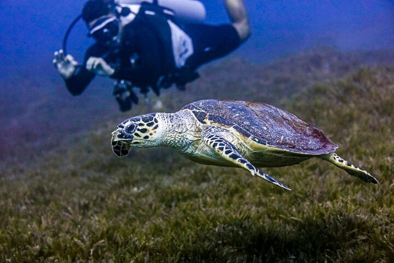 Immergiti ed esplora il Mar Rosso di Aqaba con una guida privata — 9