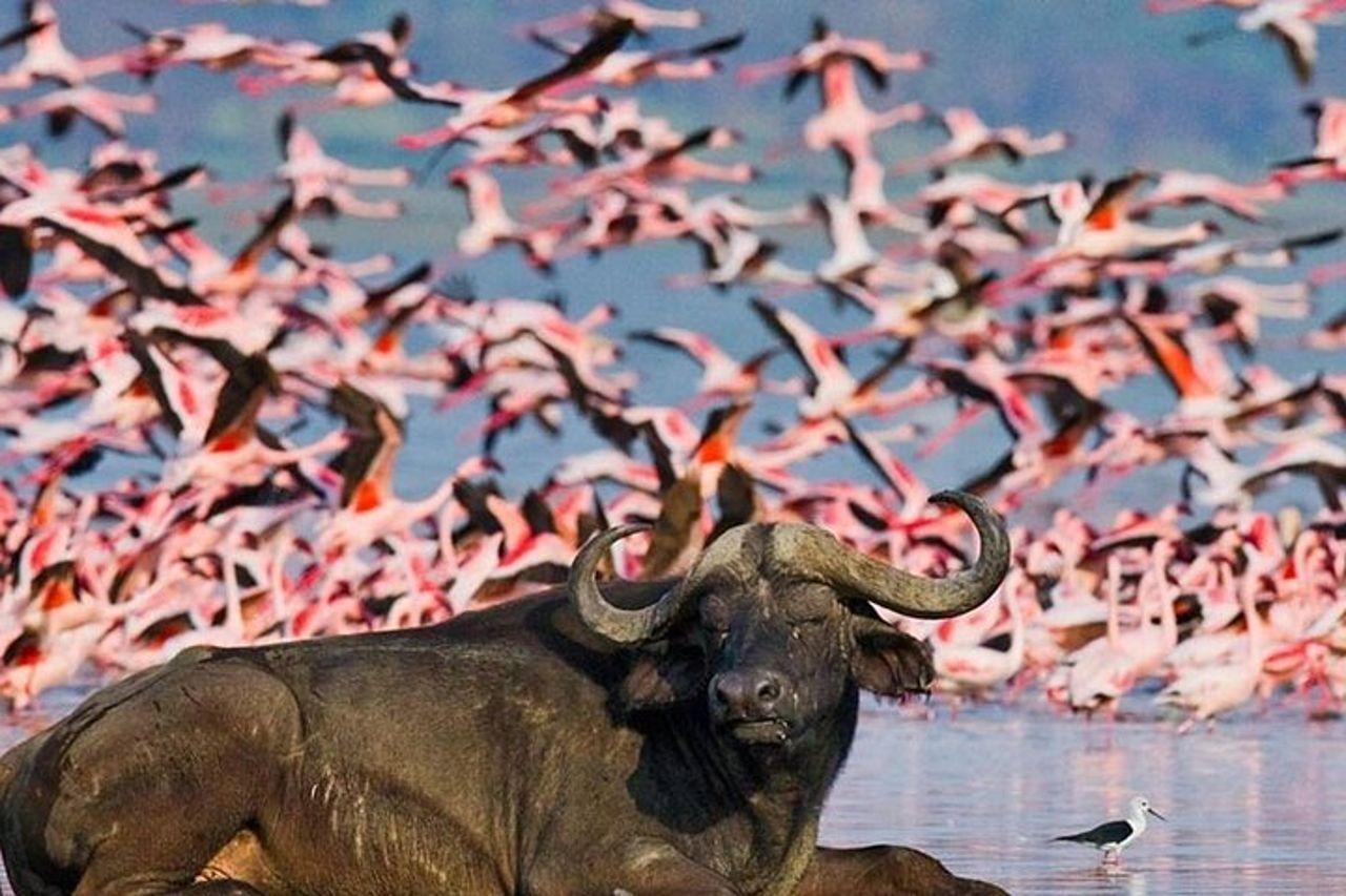 Tour di osservazione degli uccelli di un'intera giornata al Parco Nazionale del Lago Nakuru — 6