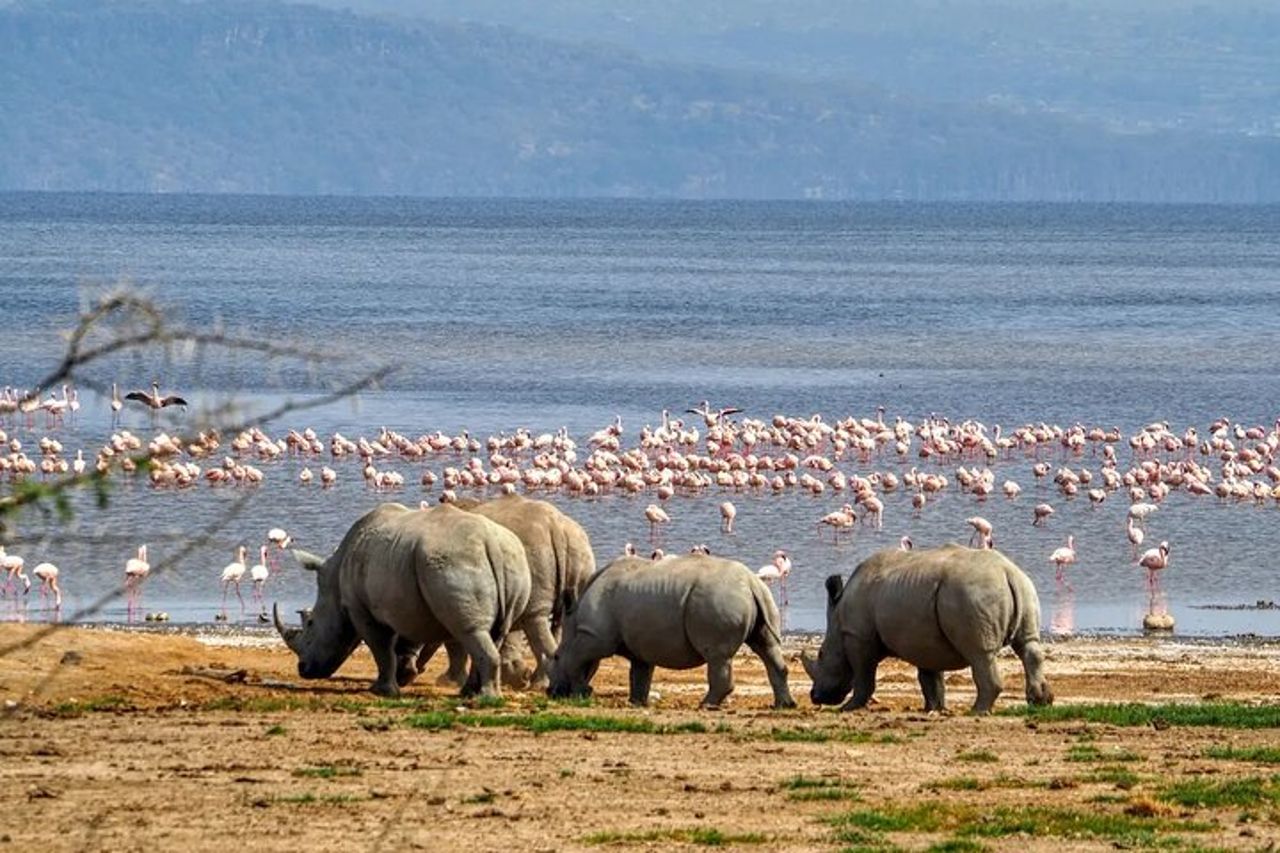 Tour di osservazione degli uccelli di un'intera giornata al Parco Nazionale del Lago Nakuru — 4