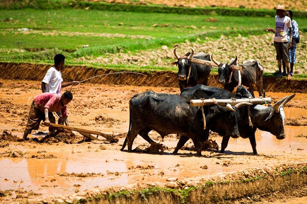Tour privato di 13 giorni sulla Mythique Nationale 7 del Madagascar