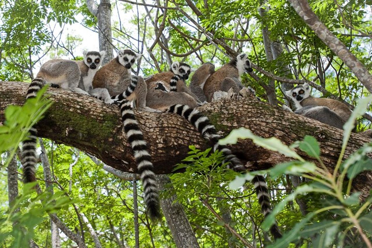 Tour privato di 13 giorni sulla Mythique Nationale 7 del Madagascar — 2