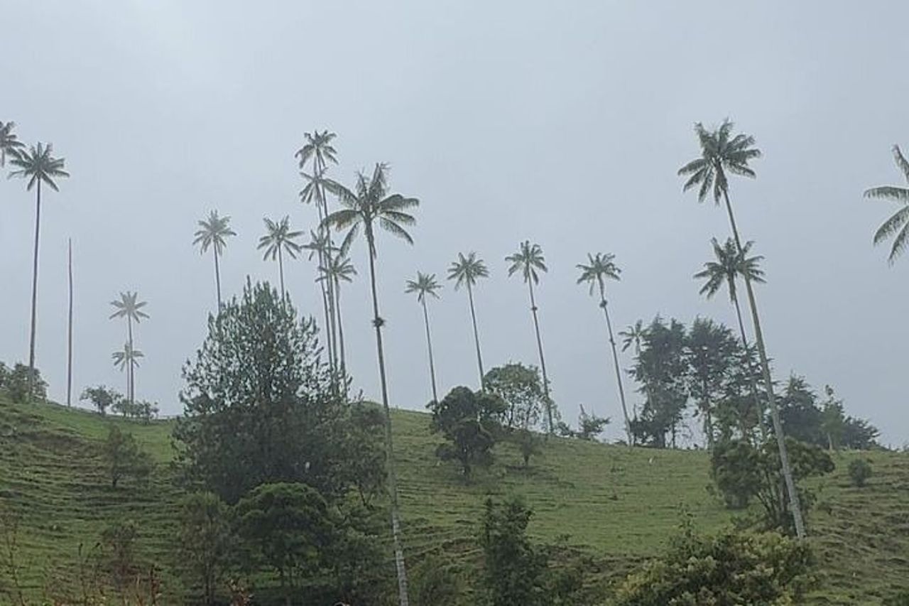 Tour privato nel Salento, Valle del Cocora e Filandia — 4
