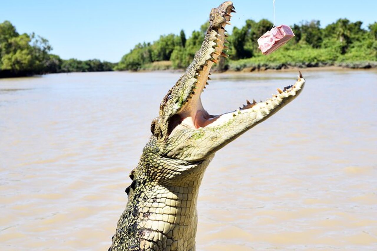 Darwin: crociera originale con avvistamento coccodrilli saltanti Adelaide River Queen — 3