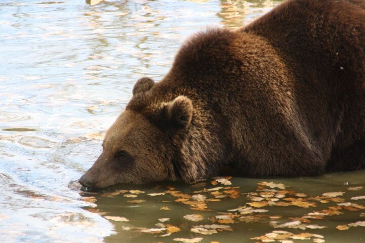 Esperienza di osservazione dell'orso bruno al Bear Sanctuary — 7