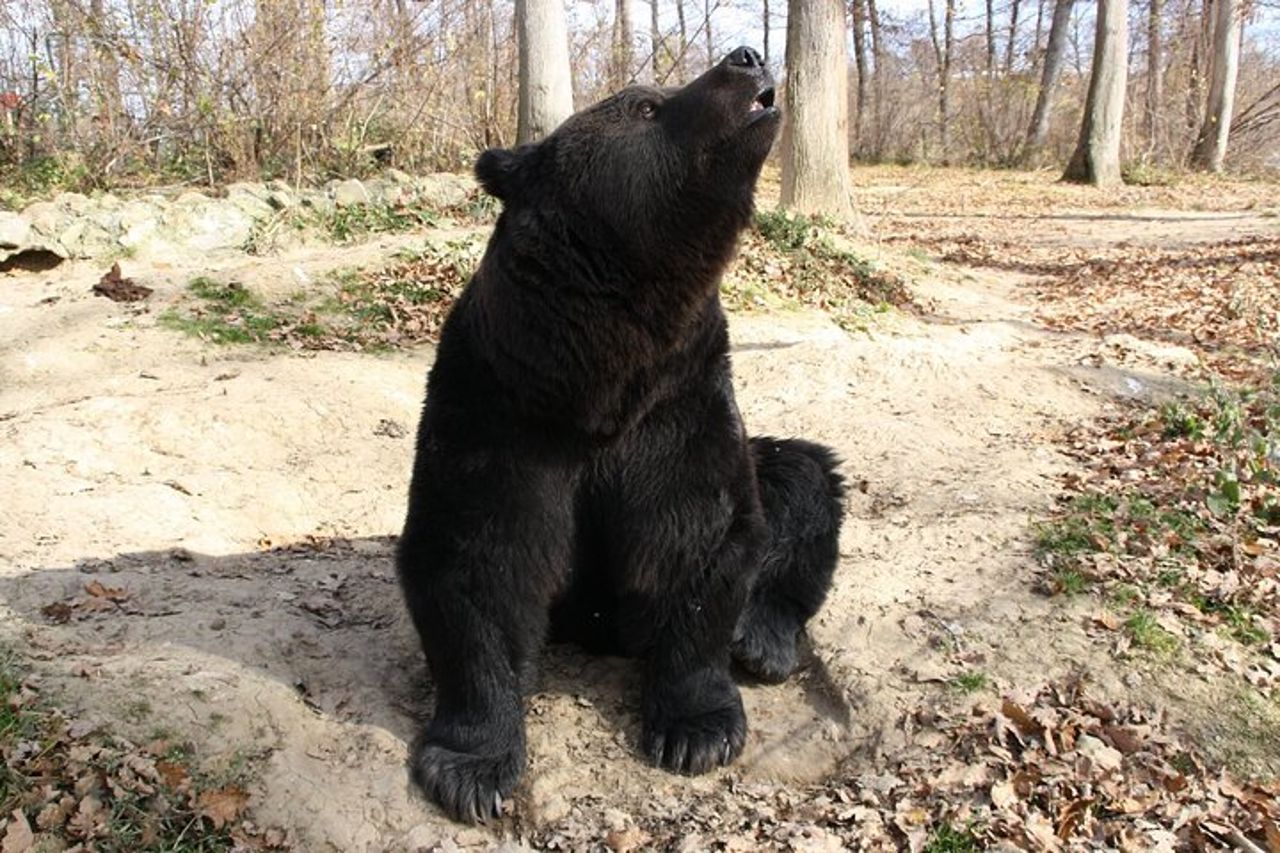 Esperienza di osservazione dell'orso bruno al Bear Sanctuary — 8