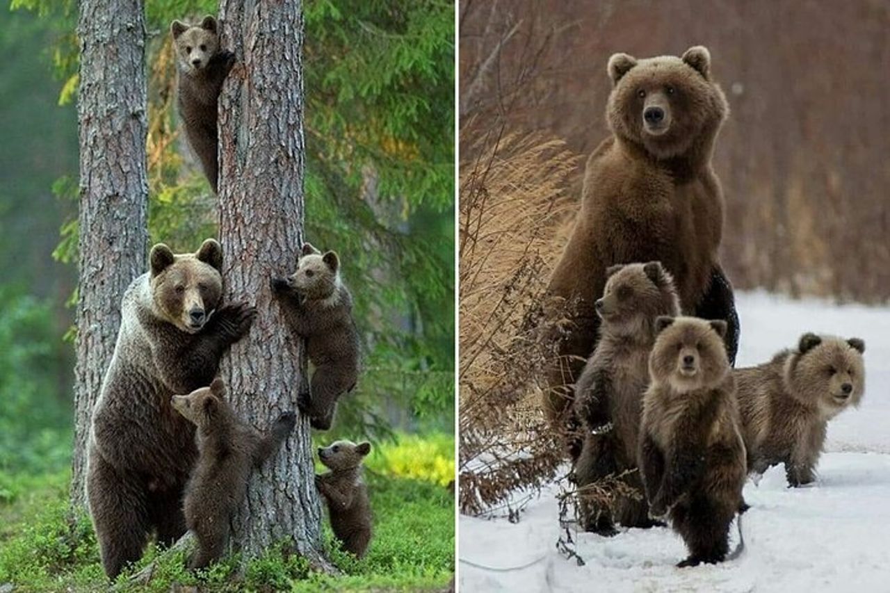 Esperienza di osservazione dell'orso bruno al Bear Sanctuary — 9