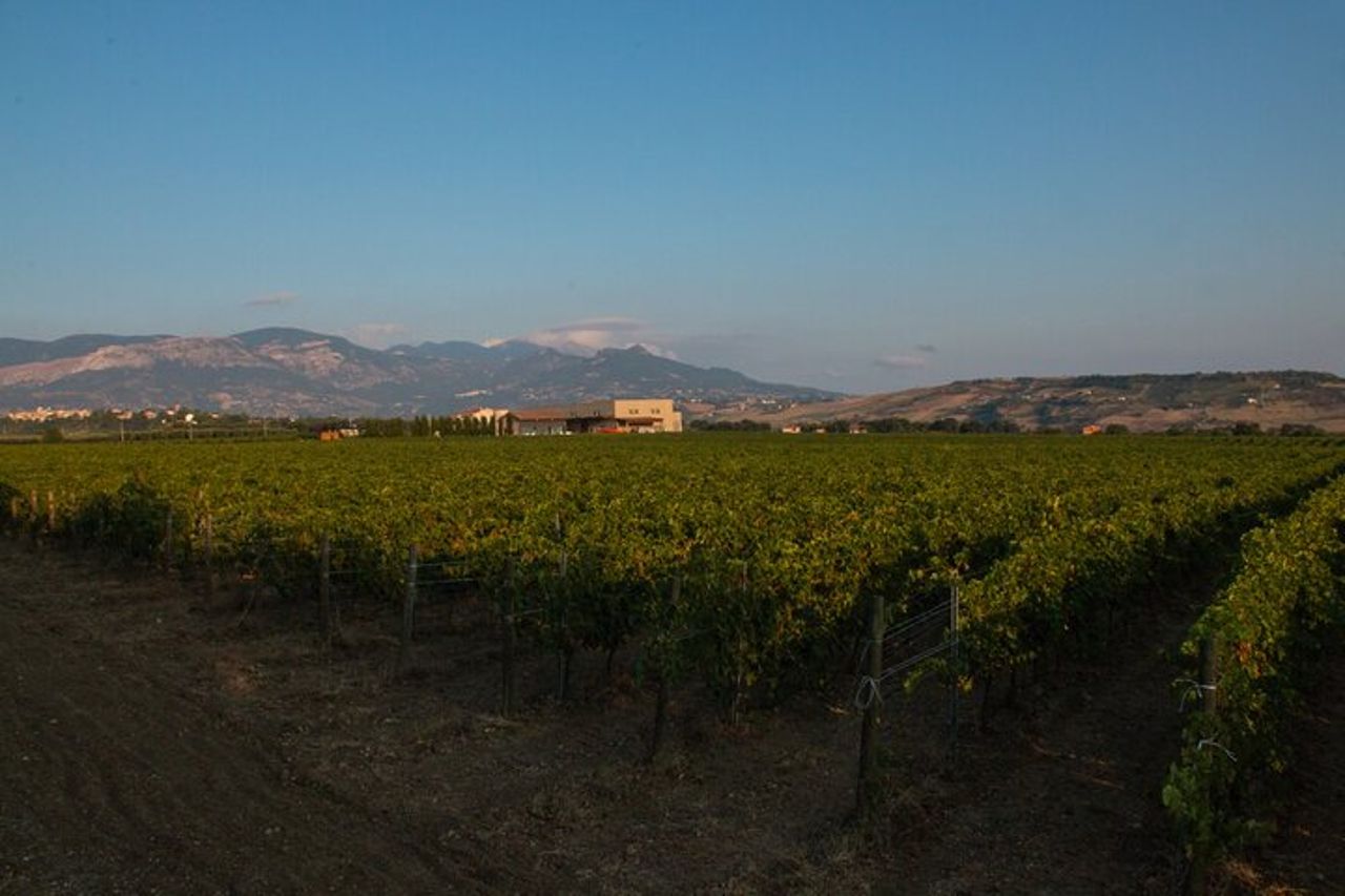 Visita e degustazione vini a 30 minuti da Pescara — 8