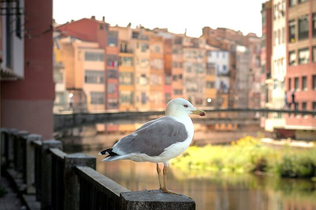 La spiaggia più bella della Girona medievale e della Costa Brava — 3
