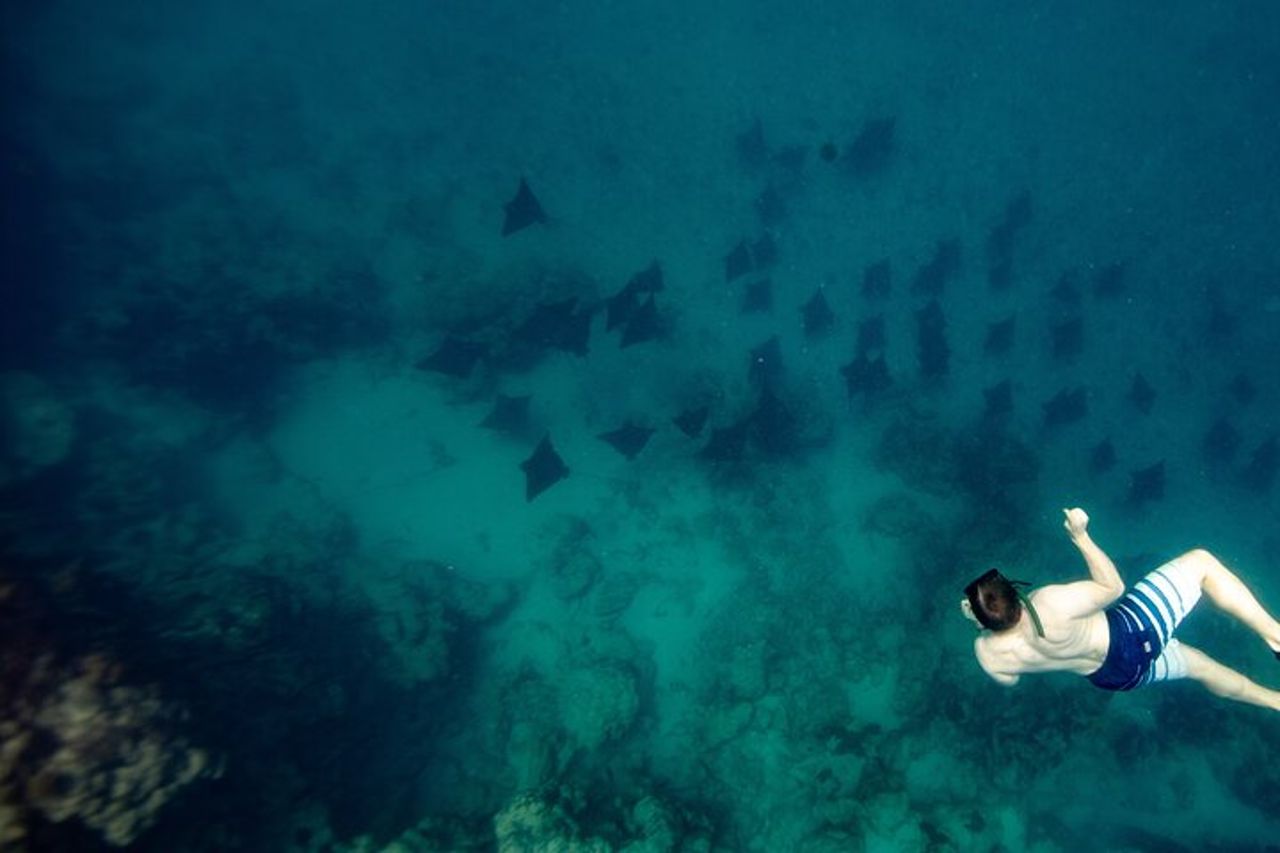 Un tour di aquile di mare e tartarughe: piccoli gruppi e fotografia inclusi — 2