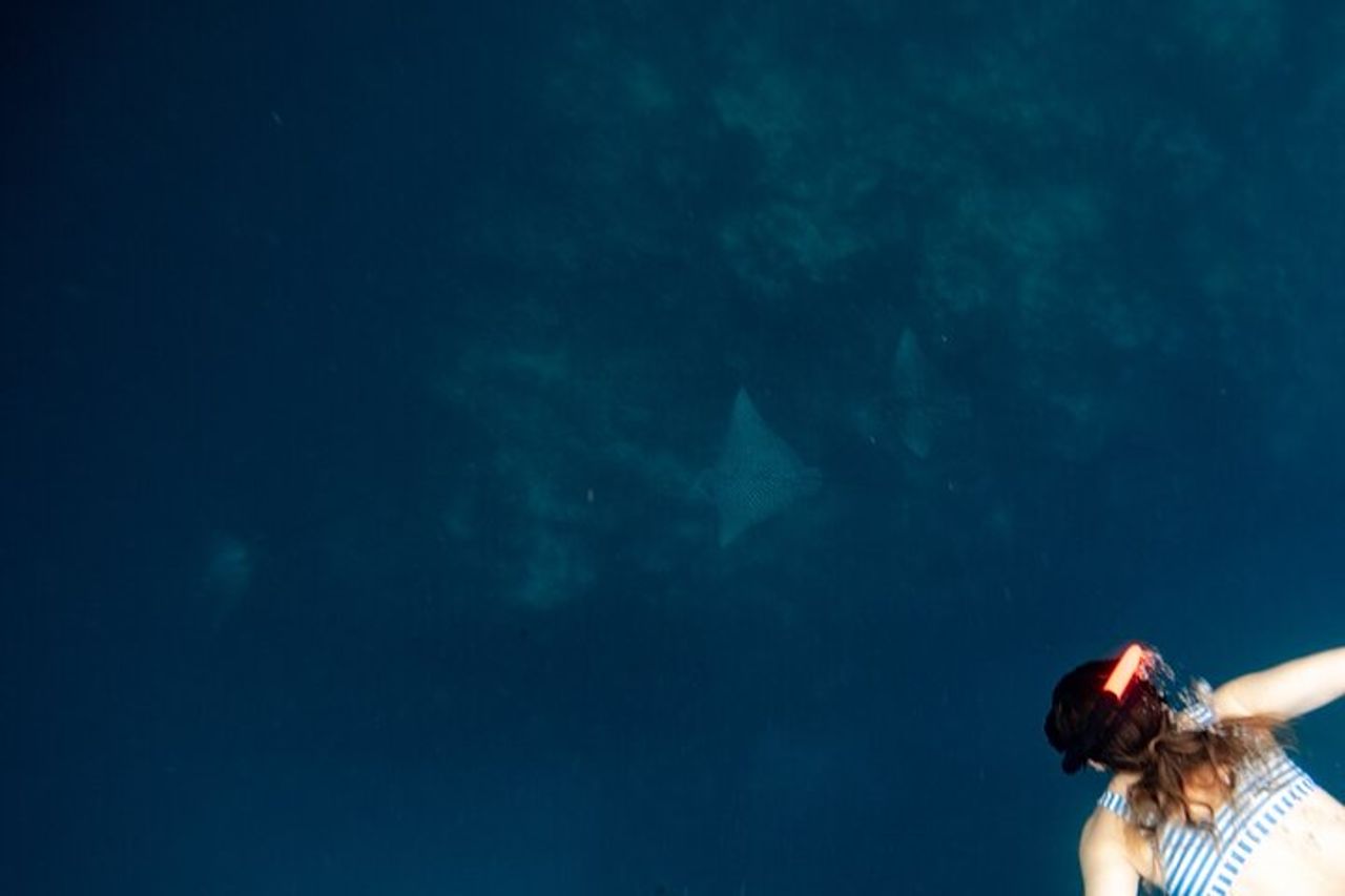 Un tour di aquile di mare e tartarughe: piccoli gruppi e fotografia inclusi — 6