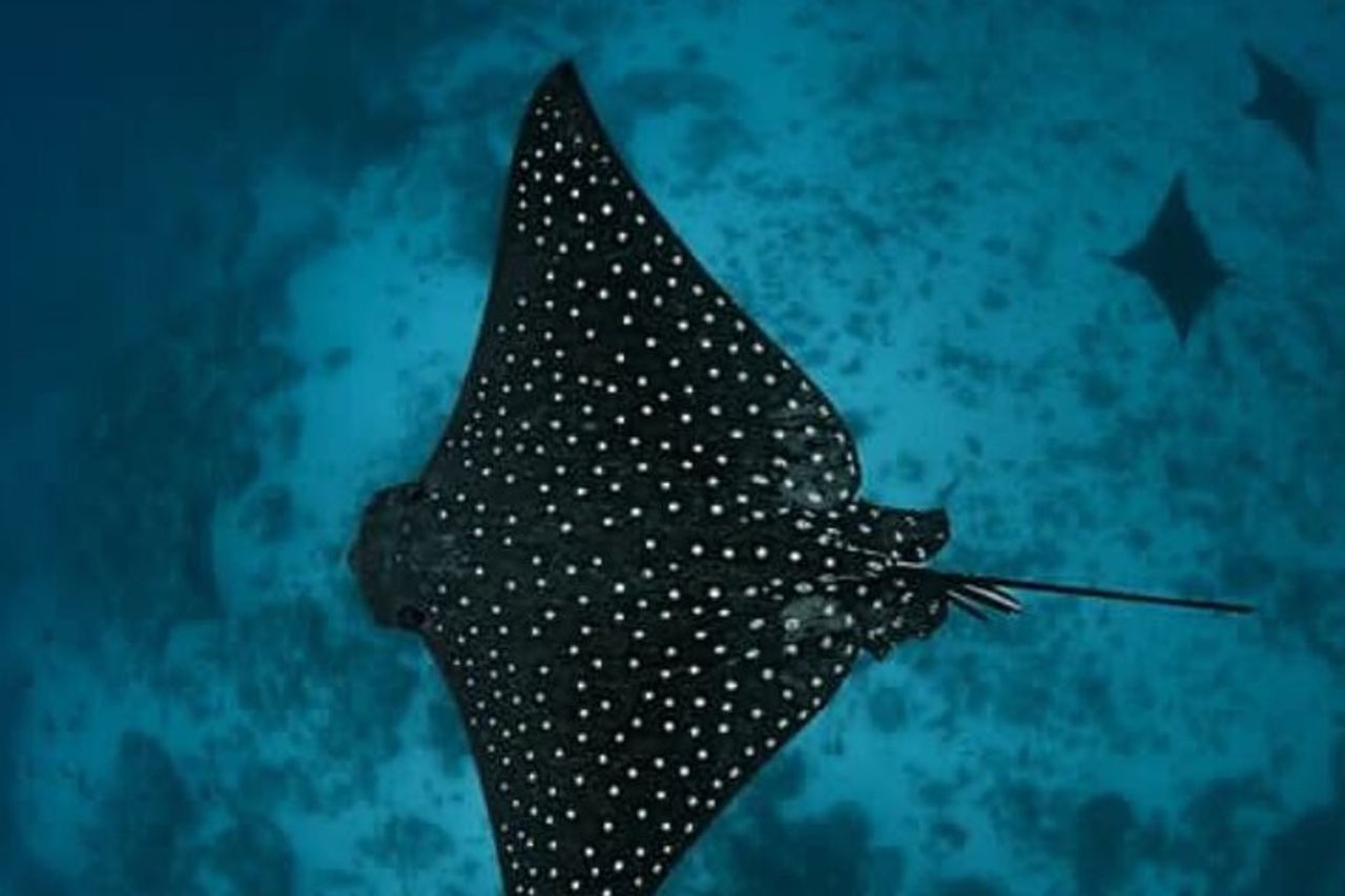 Un tour di aquile di mare e tartarughe: piccoli gruppi e fotografia inclusi — 5
